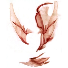 /filer/webapps/moths/media/images/P/poecilopa_Rhynchina_GMHT_TMSA_7834.jpg