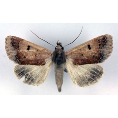 /filer/webapps/moths/media/images/S/selenaris_Ophiusa_AM_RMCA.jpg