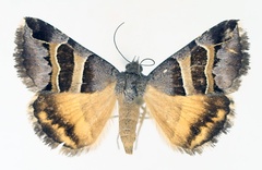 /filer/webapps/moths/media/images/E/euclidioides_Grammodes_AM_TMSA_02.jpg