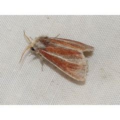 /filer/webapps/moths/media/images/A/albifasciata_Parazana_A_Goff_02.jpg
