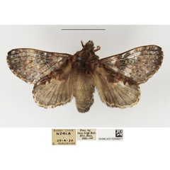 /filer/webapps/moths/media/images/P/pattersoni_Odontocheilopteryx_AF_NHMUK.jpg