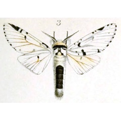 /filer/webapps/moths/media/images/A/argentina_Cerura_STM_Schultze.jpg