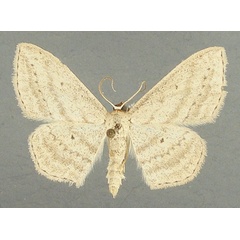 /filer/webapps/moths/media/images/D/dissonans_Scopula_AM_TMSA.jpg
