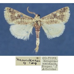 /filer/webapps/moths/media/images/E/eustrigata_Salagena_STM_NHMUK.jpg
