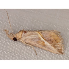 /filer/webapps/moths/media/images/T/tinctalis_Zekelita_A_Heyns_01.jpg.jpg