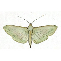 /filer/webapps/moths/media/images/S/sericea_Stemorrhages_Drury_6_1.jpg