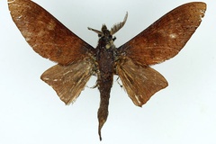 Oplometa cassandra