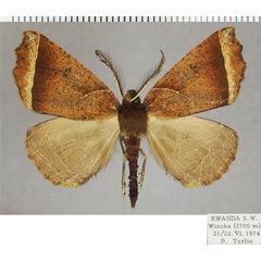 /filer/webapps/moths/media/images/A/acyrthoria_Odontopera_AM_ZSMa.jpg