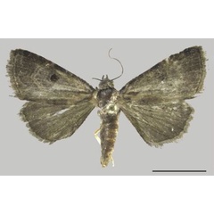 /filer/webapps/moths/media/images/B/berioi_Ozarba_AF_ZMJU.jpg