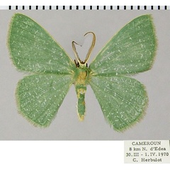 /filer/webapps/moths/media/images/P/pedicata_Prasinocyma_AM_ZSMa.jpg