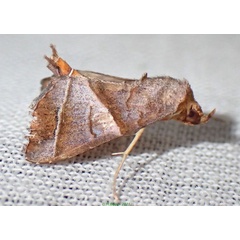 /filer/webapps/moths/media/images/V/vacillans_Radara_AM_Bippus_03.jpg