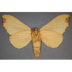 /filer/webapps/moths/media/images/R/regalis_Hypotrabala_AT_RMCAb.jpg