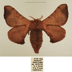 /filer/webapps/moths/media/images/P/pallicornis_Racinoa_AF_TMSA_01.jpg