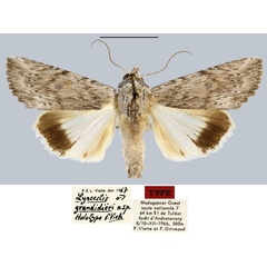 /filer/webapps/moths/media/images/G/grandidieri_Lyncestis_HT_MNHN.jpg