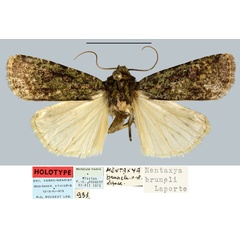 /filer/webapps/moths/media/images/B/bruneli_Mentaxya_HT_MNHN.jpg