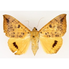 /filer/webapps/moths/media/images/K/klugii_Achaea_AF_TMSA_01.jpg