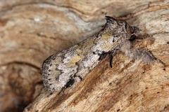 Leptolepida varians