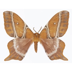 /filer/webapps/moths/media/images/C/centralis_Urota_AM_Basquina.jpg