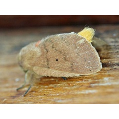 /filer/webapps/moths/media/images/S/sanguicincta_Leptometa_A_Voaden.jpg