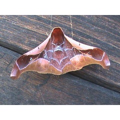 /filer/webapps/moths/media/images/A/angulata_Holocerina_A_Guyonnet.jpg