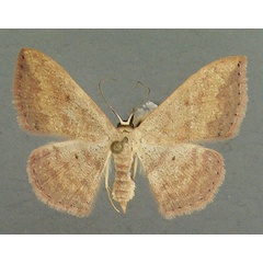 /filer/webapps/moths/media/images/C/carnosa_Scopula_AF_TMSA.jpg