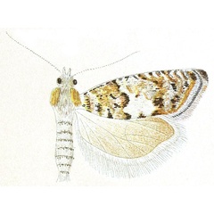 /filer/webapps/moths/media/images/M/marmara_Eucosma_HT_Meyrick_3-6.jpg