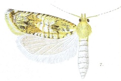 Bactra pythonia