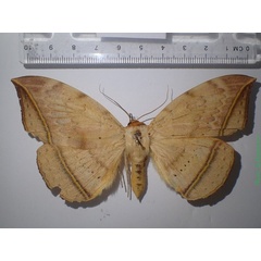 /filer/webapps/moths/media/images/G/guttata_Hypopyra_A_Bippus_02.jpg