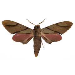 /filer/webapps/moths/media/images/B/baxteri_Polyptychus_AM_Basquin_01.jpg