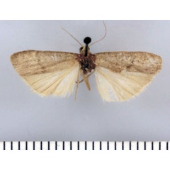 /filer/webapps/moths/media/images/V/vittatum_Entephrilema_PTF_TMSA.jpg