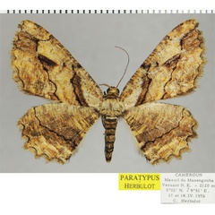 /filer/webapps/moths/media/images/B/bilobata_Menophra_PTF_ZSM.jpg