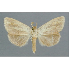 /filer/webapps/moths/media/images/O/ochracea_Lopiena_A_RMCA.jpg