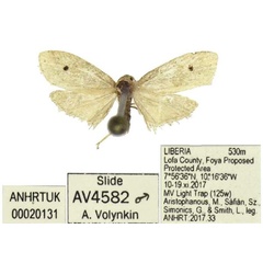 /filer/webapps/moths/media/images/A/aristophanousi_Siccia_HT_ANHRT.jpg