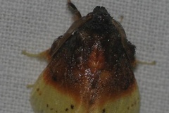 Chrysamma purpuripulcra