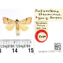 /filer/webapps/moths/media/images/S/straminea_Antarchaea_HT_BMNH.jpg