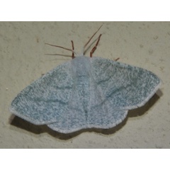 /filer/webapps/moths/media/images/C/candidata_Xenochroma_A_Grobler.jpg