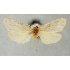 /filer/webapps/moths/media/images/D/deceptans_Philenora_PTM_NHMUKb.jpg