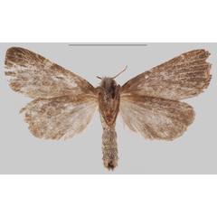 /filer/webapps/moths/media/images/B/babessi_Sesamia_HT_MNHNb.jpg
