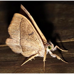 /filer/webapps/moths/media/images/S/subjecta_Taviodes_A_Braun_08.jpg