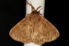 Phyllalia thunbergii
