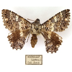 /filer/webapps/moths/media/images/H/hesperistis_Apoprogones_AF_TMSA_02.jpg