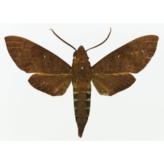 /filer/webapps/moths/media/images/L/lannini_Nephele_AM_Basquina.jpg