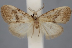 Meganola illaudata