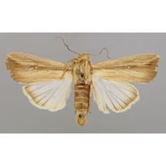 /filer/webapps/moths/media/images/L/loreyi_Leucania_A_RMCA_01.jpg