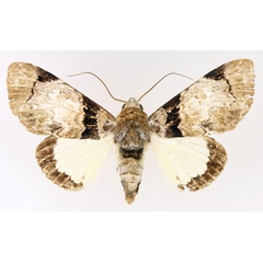 /filer/webapps/moths/media/images/M/magnifica_Amblyprora_AF_TMSA_01.jpg