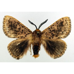 /filer/webapps/moths/media/images/V/varia_Chrysopoloma_AM_Basquin_01.jpg