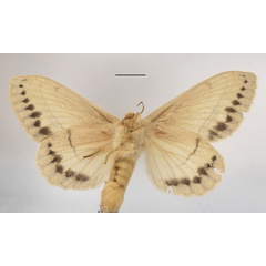 /filer/webapps/moths/media/images/R/rennei_Philotherma_AF_MGCLb_01.jpg
