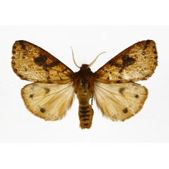 /filer/webapps/moths/media/images/M/melanodisca_Pericaliella_A_DePrins.jpg