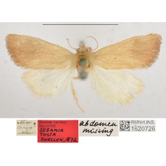 /filer/webapps/moths/media/images/T/tosta_Sesamia_HT_RMNH.jpg