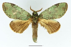 Chlorocalliope margarethae